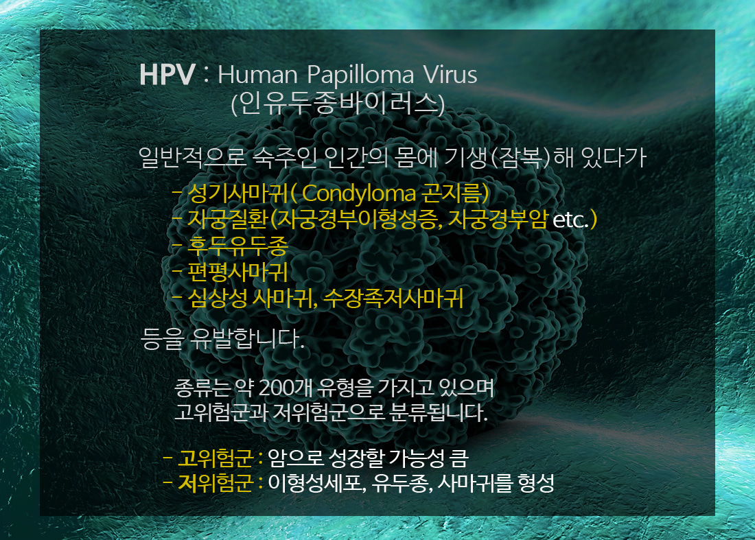 HPV 정보